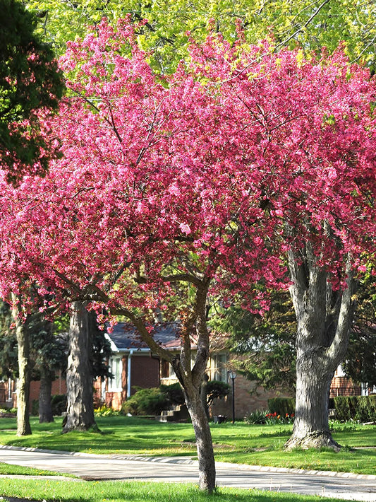 Crabapple - Profusion