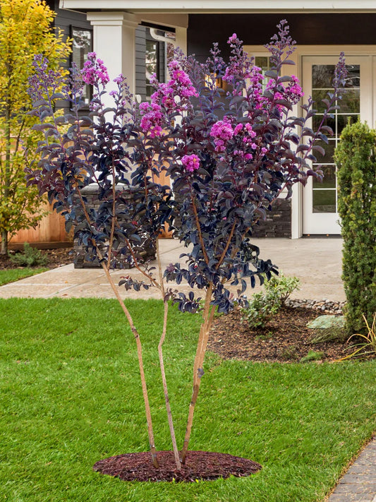 Crape Myrtle - Black Diamond® Purely Purple