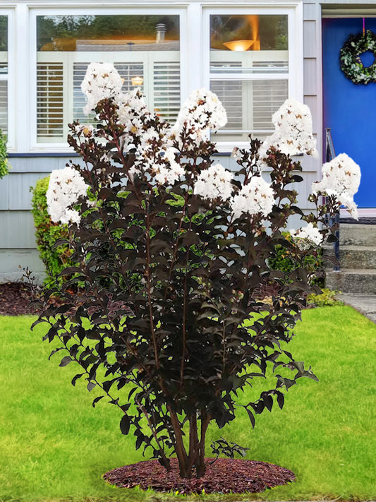 Crape Myrtle - Black Diamond® Crystalline White