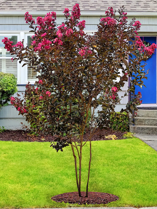 Crape Myrtle - Black Diamond® Mystic Magenta