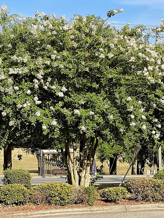 Crape Myrtle - Natchez