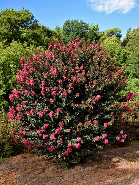 Crape Myrtle - First Editions® Plum Magic