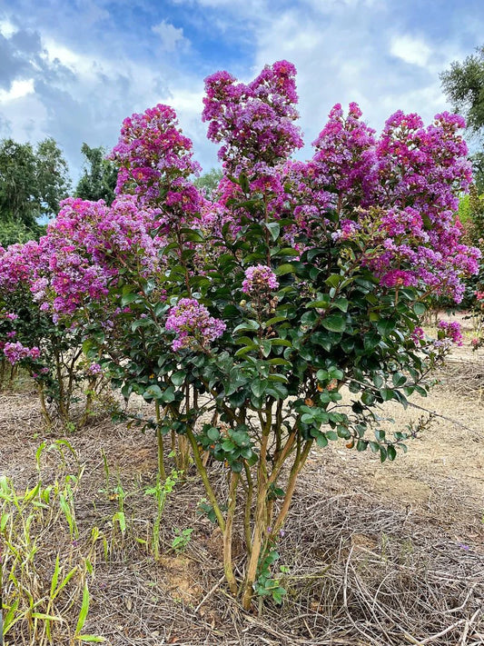 Crape Myrtle - First Editions® Purple Magic