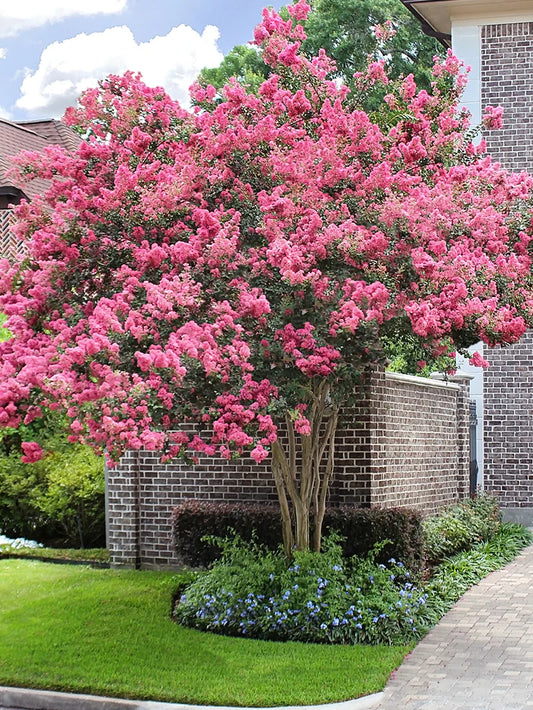 Crape Myrtle - Sioux