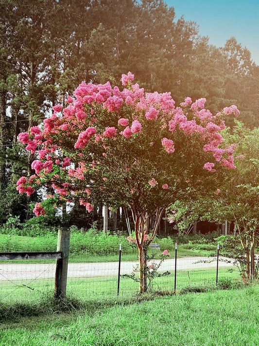 Crape Myrtle - Tuscarora