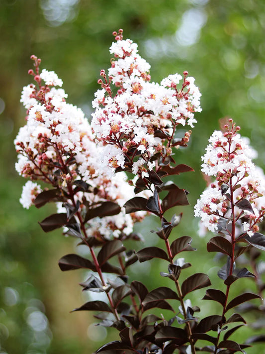 Crape Myrtle - Garden Debut® Thunderstruck™ White Lightning™
