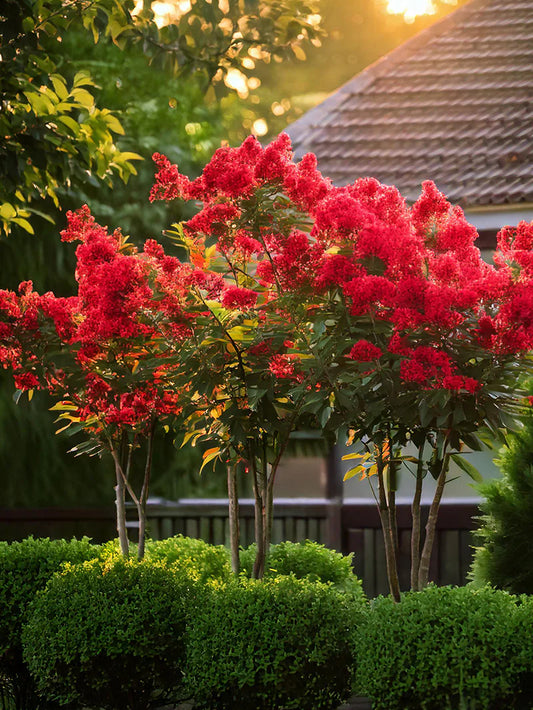 Crape Myrtle - Garden Debut® Colorama™ Scarlet
