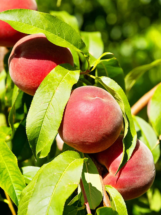Peach Trees - Crimson Lady