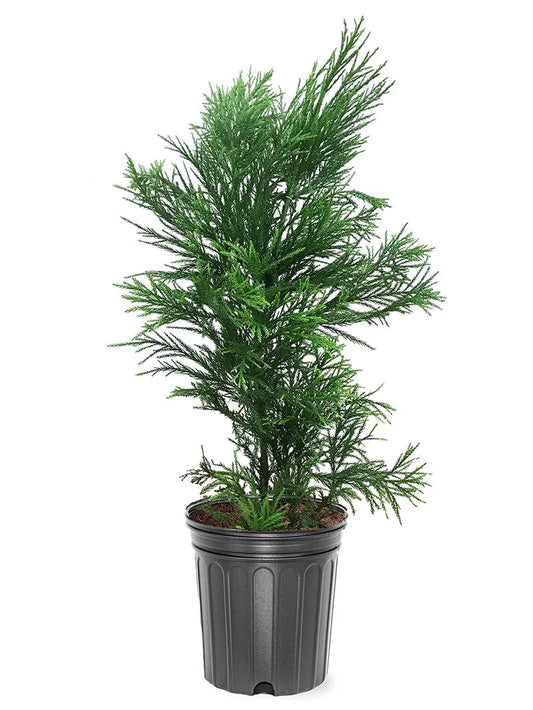 Cryptomeria - Yoshino