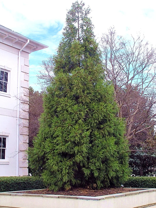 Cryptomeria - Yoshino