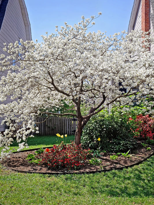 Dogwood- Cherokee Princess