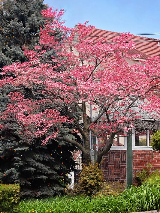 Dogwood - Pink