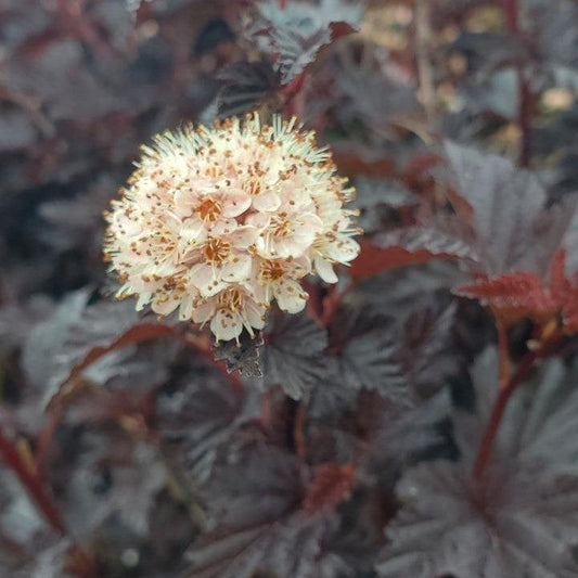 Physocarpus opulifolius 'SMNPMS' - Summer Wine® Black Ninebark