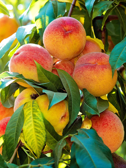 Peach Trees - Early Augustprince
