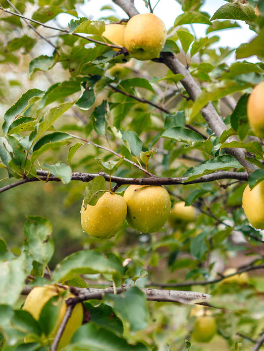 Apple Trees - Ein Shemer