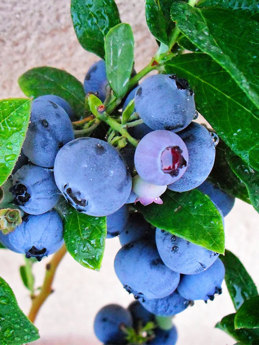 Blueberry - Emerald (Southern Highbush)