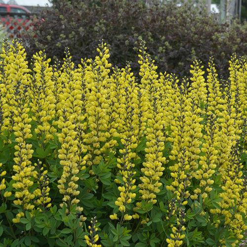 Decadence® Lemon Meringue Baptisia