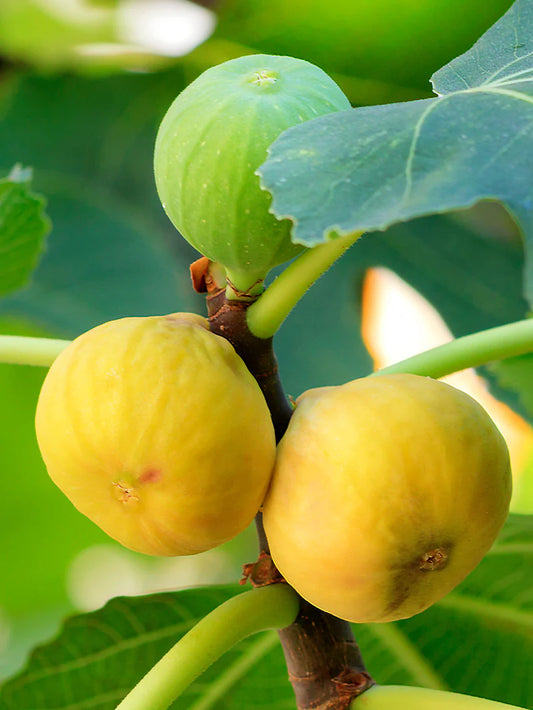 Fig Trees - Yellow Long Neck