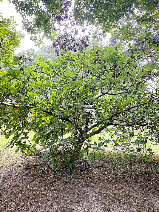 Fig Trees - Olympian