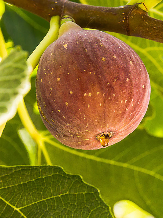 Fig Trees - Texas Everbearing