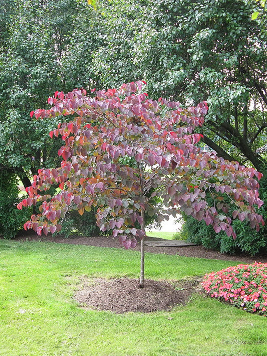 Redbud - Forest Pansy