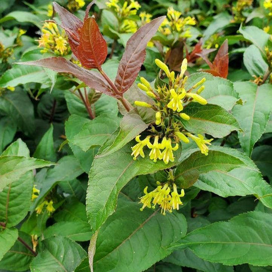 Diervilla 'SMDCS' PP33,288 - Ru-Bee Wren™ Bush Honeysuckle