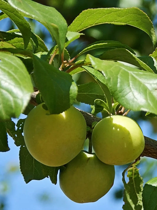 Plum Trees - Green Gage