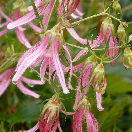 Campanula 'Pink Octopus' - Pink Octopus Bellflower
