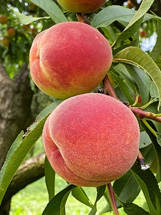 Peach Trees - Intrepid