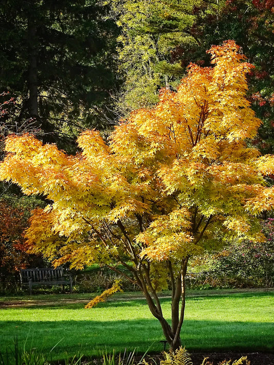 Maple - Japanese Sango Kaku