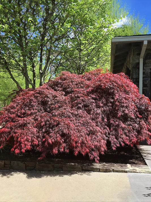 Maple - Japanese Tamukeyama