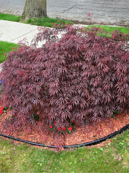 Maple - Japanese Tamukeyama