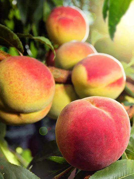 Peach Trees - July Prince