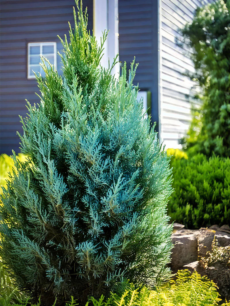 Juniper Blue Point Online Trees