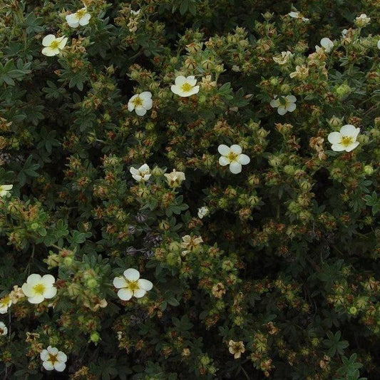 Potentilla fruticosa 'Abbotswood' - Abbotswood Potentilla