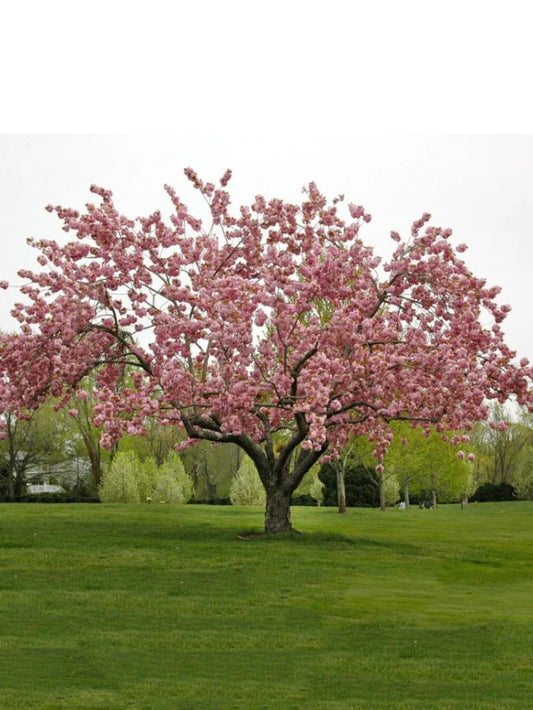 Cherry - Kwanzan (Flowering)
