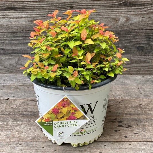Double Play® Candy Corn® Spirea