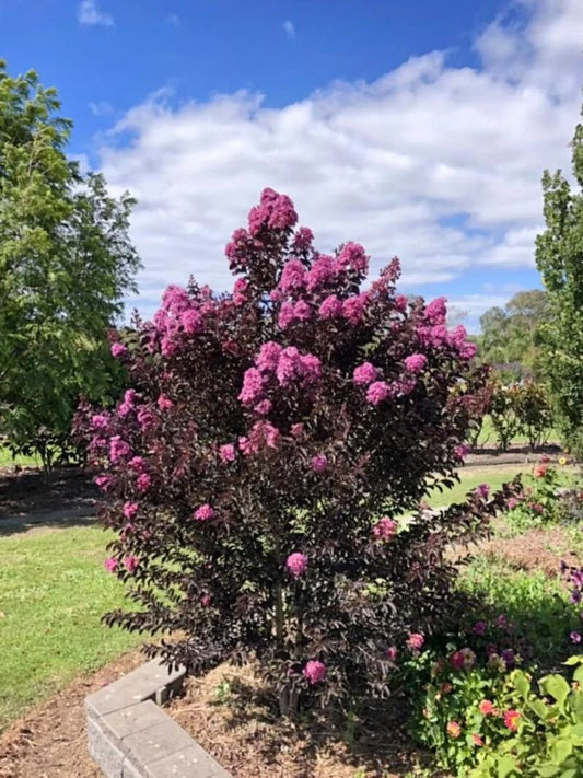 Crape Myrtle - Black Diamond® Lavender Lace