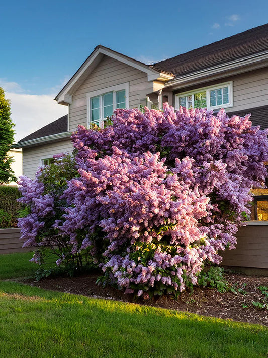 Lilac - Persian