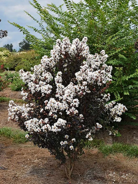 Crape Myrtle - First Editions® Lunar Magic®