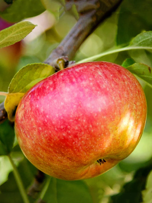Apple Trees - McIntosh