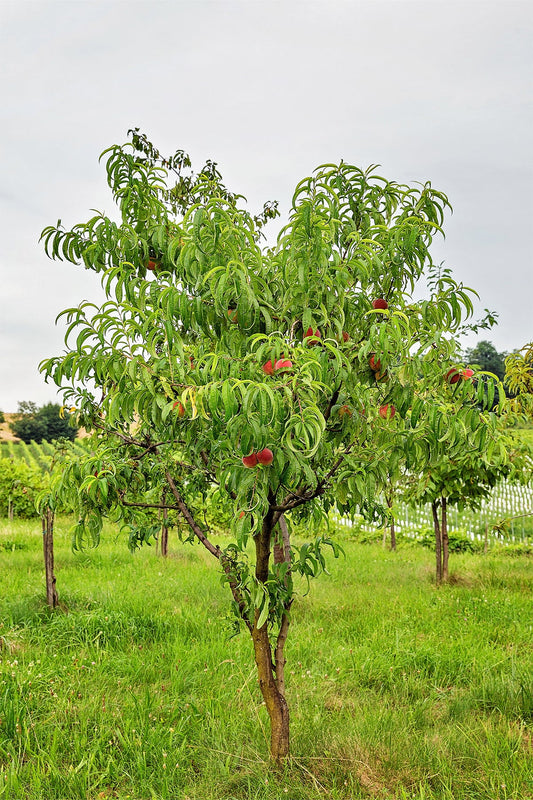 Peach Trees - Redskin