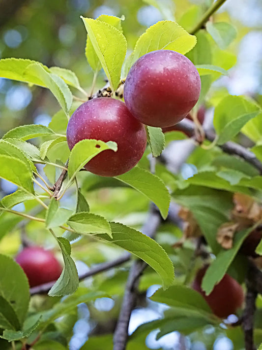 Plum Trees - Methley