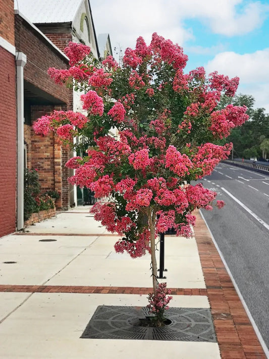 Crape Myrtle - Miami