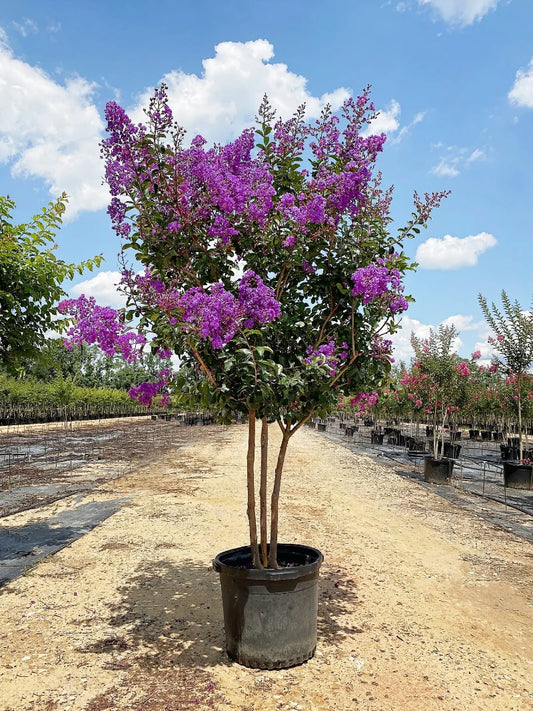 Crape Myrtle - Southern Living™ Miss Sandra