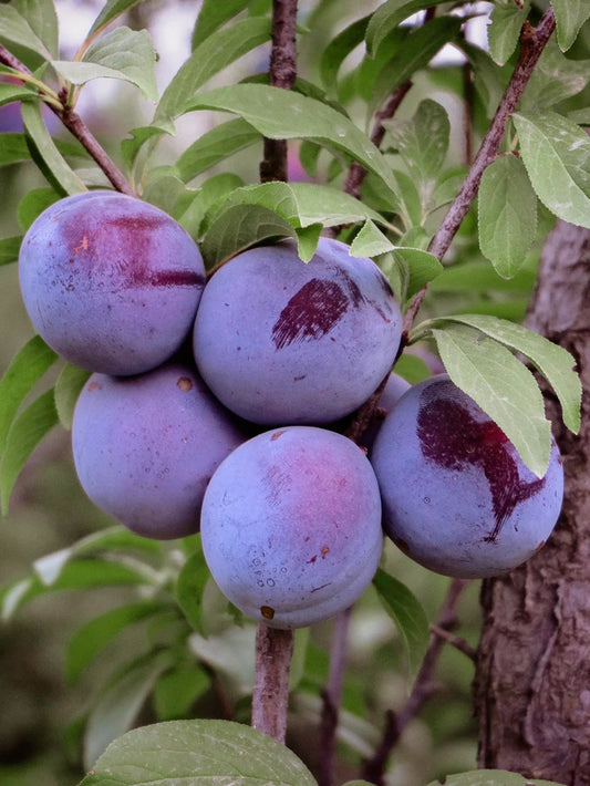 Plum Trees - Morris