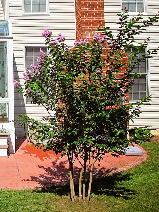 Crape Myrtle - Muskogee