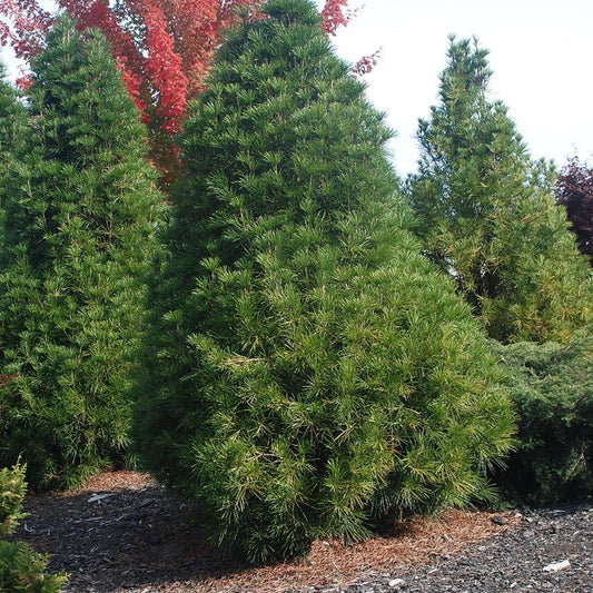 Sciadopitys verticillata 'Wintergreen' - Wintergreen Umbrella Pine
