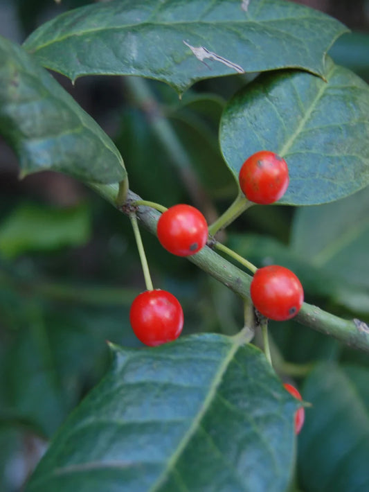 Holly - Nellie R. Stevens