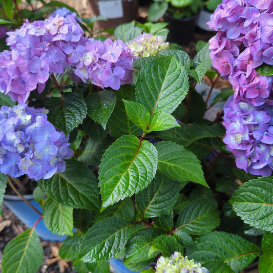 Endless Summer® Bloomstruck® Hydrangea